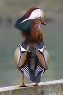 Mandarin duck posing